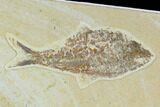Fossil Fish Plate (Diplomystus And Knightia) - Green River Formation #122671-3